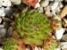 rupicolum
