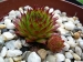 tectorum from Val Casterino