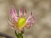montanum ssp. carpathicum from Wielka Buczynowa, Abhang