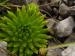 globiferum ssp. hirtum (preissianum) from Sivý vrch