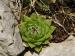 globiferum ssp. hirtum (hirtum) from Kyseľ, Abhang