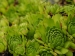 montanum ssp. carpathicum from Bystré sedlo