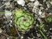 globiferum ssp. hirtum (hirtum) from Šarkanica