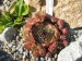tectorum