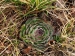 tectorum var. tectorum from Sveti Hieronim