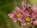 montanum ssp. carpathicum from Salatín, SO Abhang