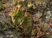 tectorum var. tectorum from Sant Maurici, See