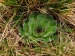 tectorum var. tectorum from Strmec