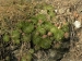 globiferum ssp. globiferum from Piplův mlýn