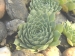 heuffelii (glabrum) from Popova Šapka