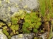 montanum ssp. carpathicum from Gáborovo sedlo