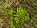 globiferum ssp. globiferum from Záhořský vrch