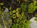montanum ssp. carpathicum from Krzyzne, Abhang