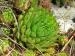globiferum ssp. hirtum (preissianum) from Zvolen