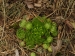 globiferum ssp. globiferum from Čerňovice (südöstl.)