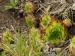 marmoreum ssp. reginae-amaliae (macedonicum) cf. from Golem Korab, Abhang