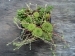 ciliosum ssp. octopodes (apetalum)