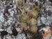 globiferum ssp. hirtum from Hohe Wand