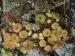marmoreum cf. ssp. reginae-amaliae from Pliješ Mt.