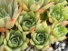 tectorum var. tectorum (cantalicum)