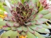 tectorum (degenii)