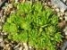 globiferum ssp. hirtum (glabrescens) from Dievenska Skala