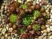 globiferum ssp. hirtum (glabrescens) from Driny A