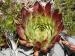 marmoreum ssp. marmoreum (dinaricum) from Mt. Velebit