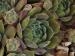 Galswintha