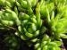 globiferum ssp. hirtum (glabrescens) from Trudovac