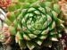 globiferum ssp. hirtum from Eisenerzer Alpen