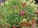 globiferum ssp. hirtum (glabrescens) from "Smeryouka"
