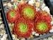 Gloriosum