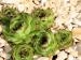 Green Star