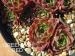 Greenish Red / Jovi
