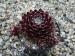 Iced Burgundy