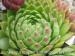 globiferum ssp. hirtum from Anninger Ost