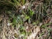 tectorum from Eisacktal, Keschtnweg
