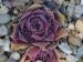 Korspelse Nolela / Jovi 
