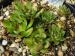 Korspelse Sanessena