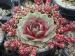 Little Pink Rosebud