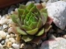 marmoreum ssp. ballsii (auratum)