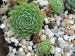 marmoreum ssp. reginae-amaliae from Mavri Petri