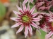 marmoreum ssp. matricum from Füzér 