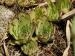 marmoreum ssp. marm. (assimile) cf. from Izvidnica, östl. Abhang