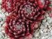 Maroon Queen