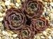 Medvezja / Jovi