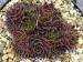 Meyrem / Jovi
