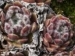 arachnoideum ssp. tomentosum (moggridgei)