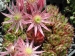 montanum ssp. stiriacum from Goldeck